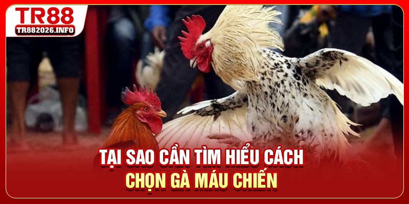 Tại sao cần tìm hiểu cách chọn gà máu chiến