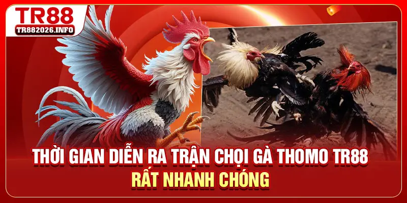 Thời gian diễn ra trận chọi gà Thomo TR88 rất nhanh chóng