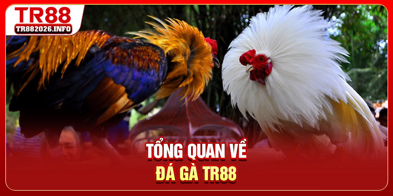 Tổng quan về đá gà TR88